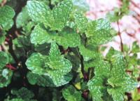 薄荷 Mint