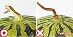 挑選西瓜