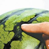 挑選西瓜